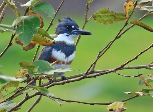 belted-kingfisher-female