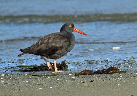 Black Oystercatcher.jpg
