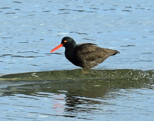 black-oystercatcher