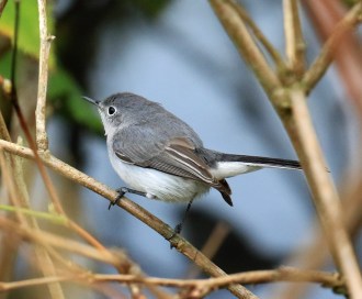 blue-gray-gnatcatcher