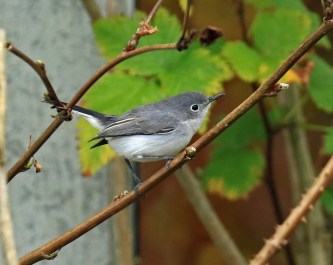 blue-gray-gnatcatcher1