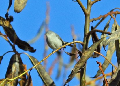 blue-gray-gnatcatcher2