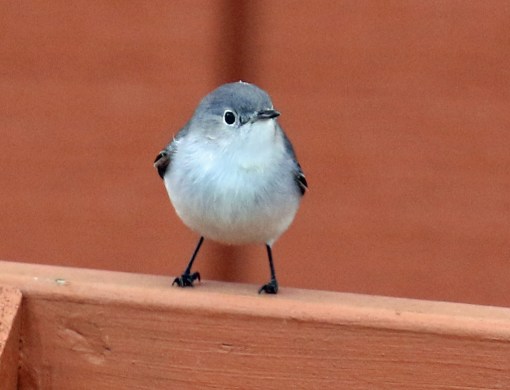 blue-gray-gnatcatcher2