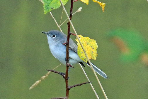 blue-gray-gnatcatcher