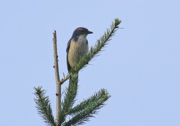 california-scrubjay