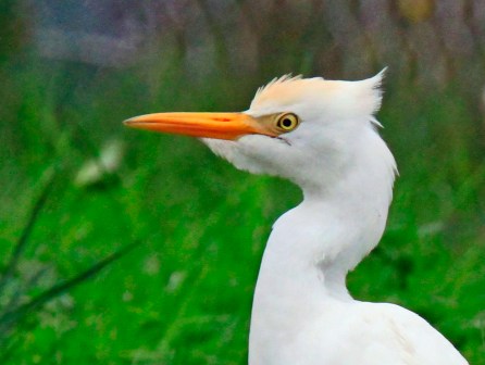 cattle-egret