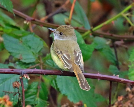 dusky-capped-flycatcher