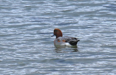 eurasian-widgeon