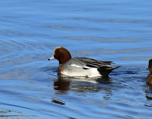 eurasian-wigeon