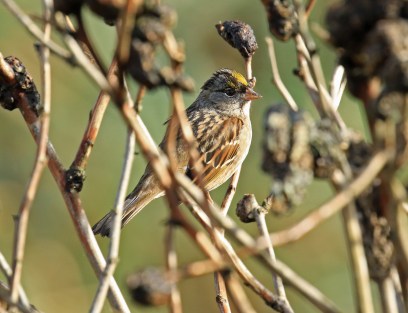 golden-crowned-sparrow