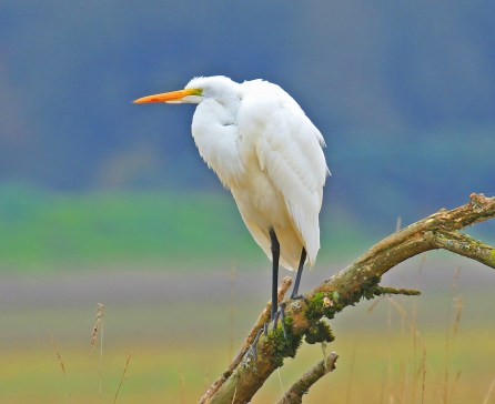 great-egret