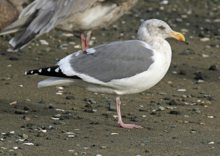 herring-gull2
