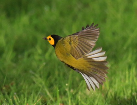 hooded-warbler