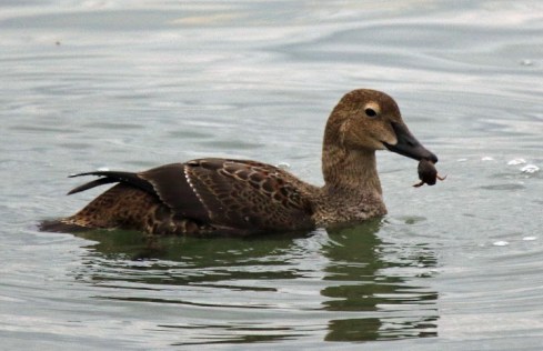 king-eider3