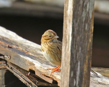 lincoln-sparrow1