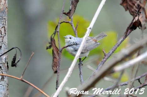 lucys-warbler