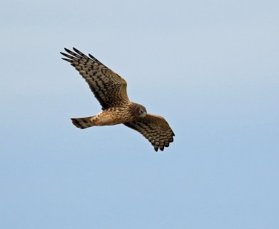 northern-harrier4