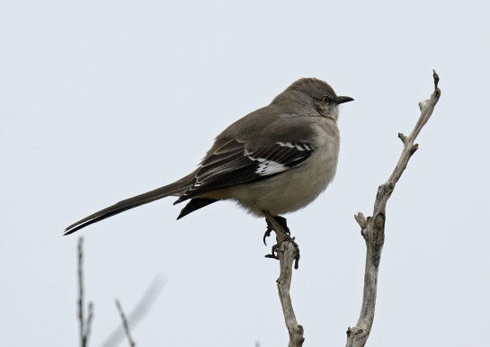 northern-mockingbird