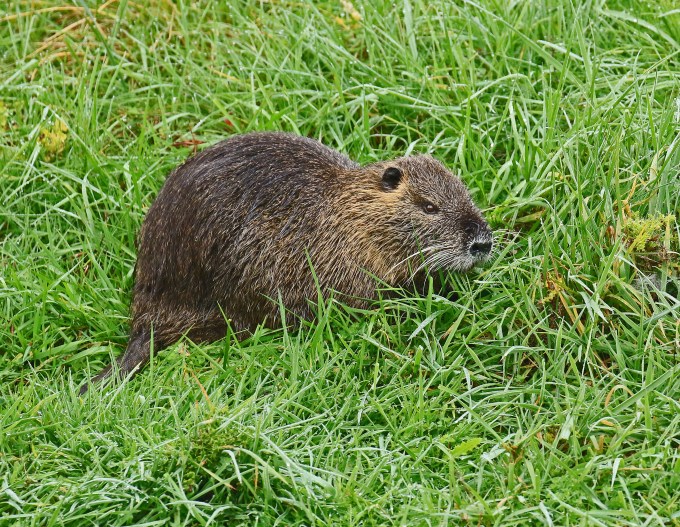 nutria