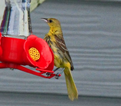 orchard-oriole