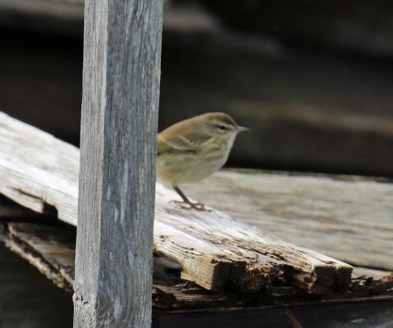 palm-warbler