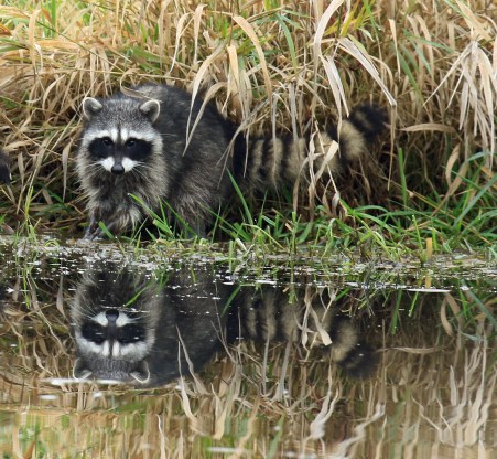 raccoon1