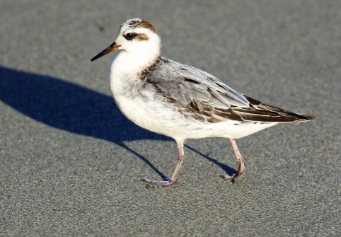 red-phalarope