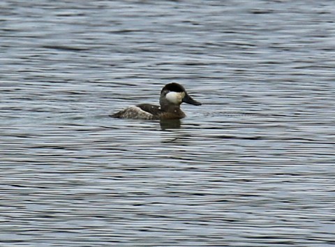 ruddy-duck1