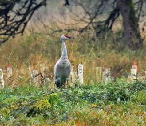sandhill-crane