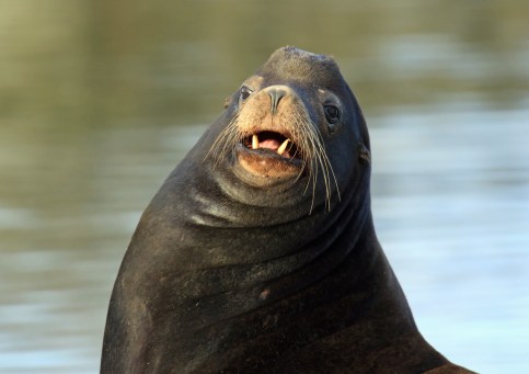 sea-lion