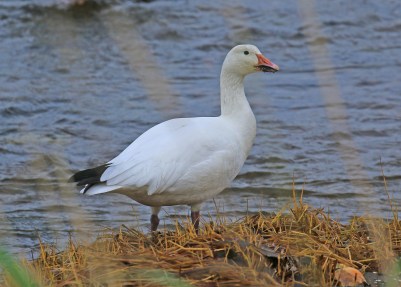 snow-goose