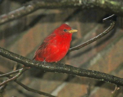 summer-tanager