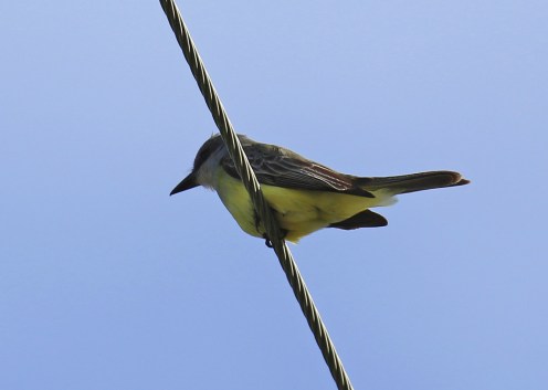 tropical-kingbird-on-wire