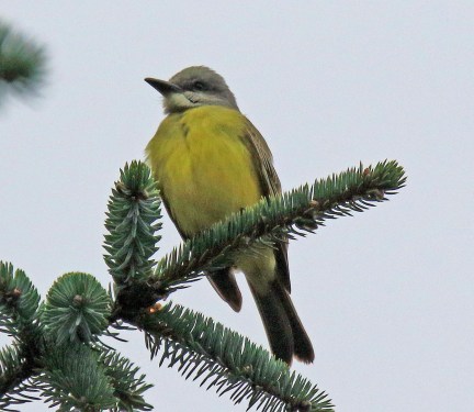 tropical-kingbird1