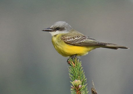 tropical-kingbird2