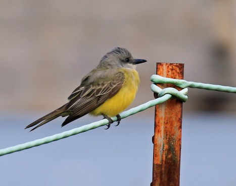tropical-kingbird