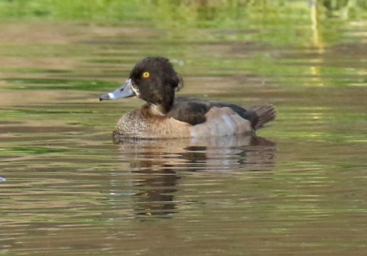 tufted-duck-female4