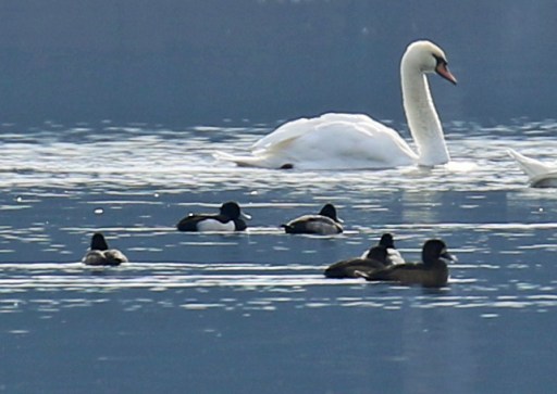 tufted-duck-small-tuft