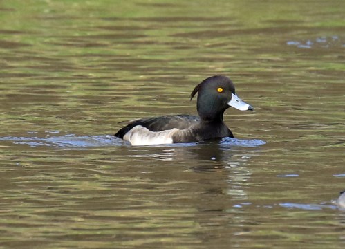 tufted-duck