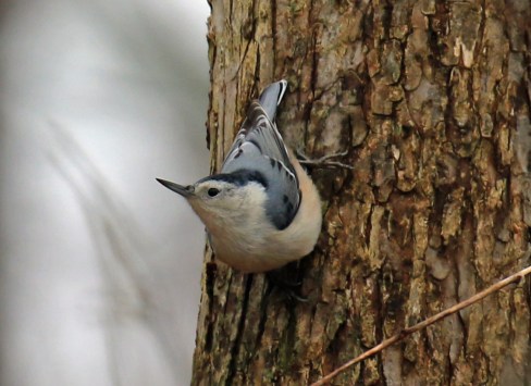 white-breastede-nuthatch