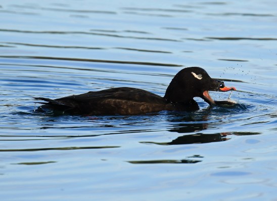 white-winged-scoter-1
