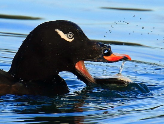 white-winged-scoter2