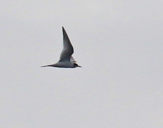 arctic-tern2