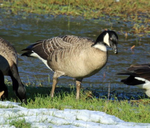 cackling-goose-aleutian