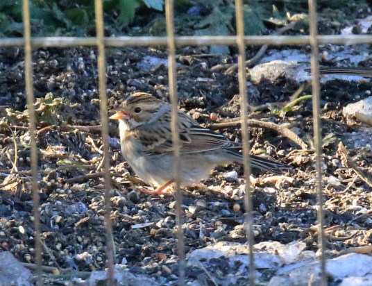clay-colored-sparrow
