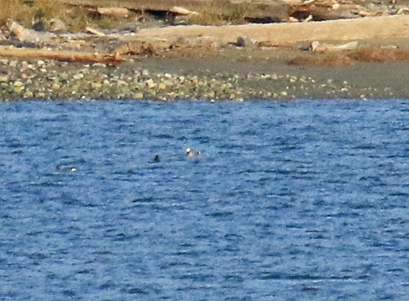 emperor-goose-distant