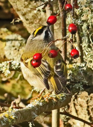 golden-crowned-kinglet1