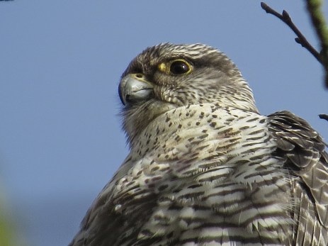 gyrfalcon