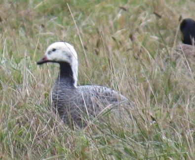 jefferson-emperor-goose2