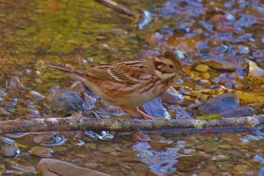 rustic-bunting-gatchet